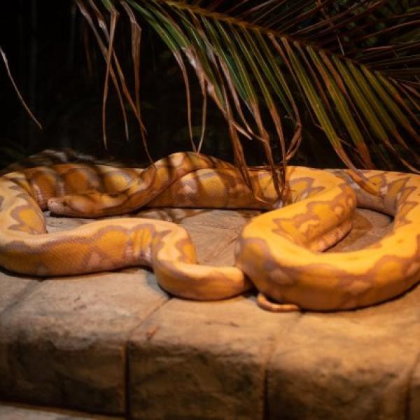 Reticulated Python | Columbus Zoo and Aquarium